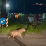 Il lupo arriva alle porte di Osimo Stazione (Video) - Cronache Ancona