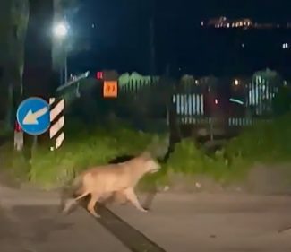 Il lupo arriva alle porte di Osimo Stazione (Video) – Cronache Ancona