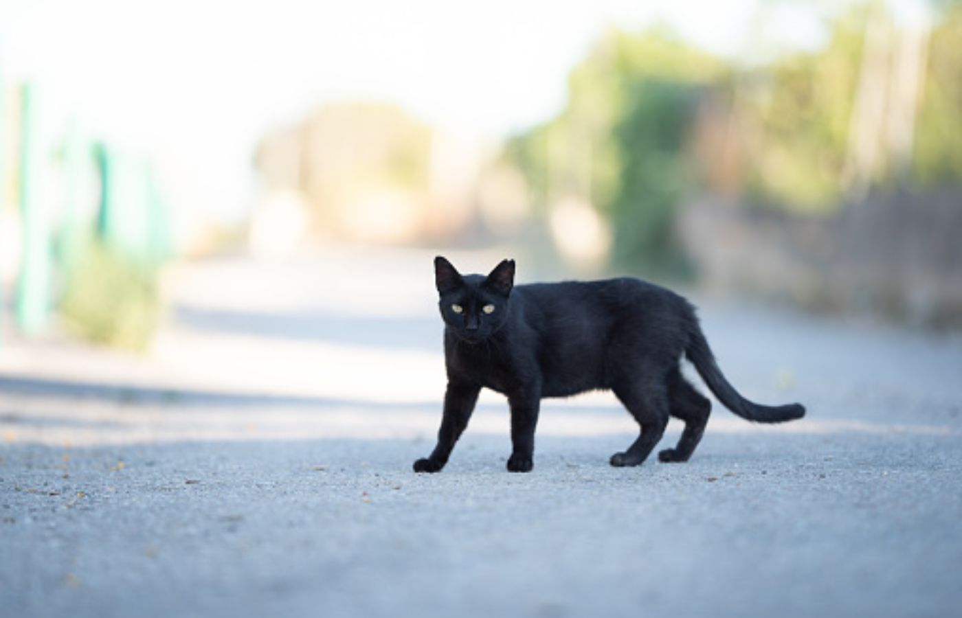 Sinistro stradale: l'attraversamento di un gatto vale come caso fortuito ed esclude il risarcimento? – Riviera Oggi