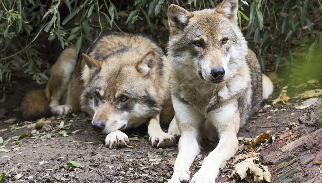In atto campagna mediatica contro i lupi? La denuncia dell'associazione La Lupus in Fabula – CentroPagina