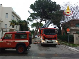 Vento forte e danni: alberi inclinati sul tetto di un'abitazione – Cronache Ancona