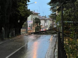 Grosso cipresso cade in strada: tragedia sfiorata, traffico bloccato – Cronache Ancona