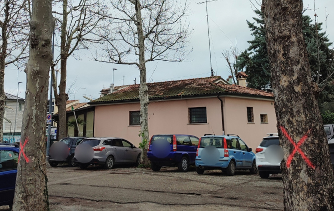 Fano, abbattuti 12 alberi sani. Lupus in Fabula: «Si potevano salvare» – CentroPagina