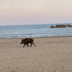 Un cinghiale a passeggio sulla spiaggia di San Benedetto (Video e foto) - Cronache Ancona