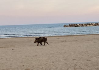 Un cinghiale a passeggio sulla spiaggia di San Benedetto (Video e foto) – Cronache Ancona Un cinghiale a passeggio sulla spiaggia di San Benedetto (Video e foto) – Cronache Ancona