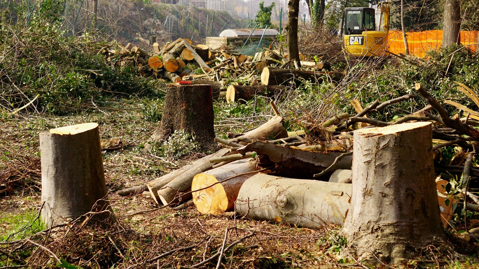 Ciclofoglia e alberi abbattuti, gli ambientalisti pesaresi: «L'ecosistema perde» – CentroPagina