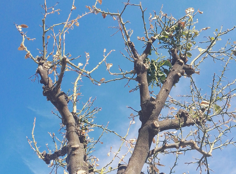 Monteprandone, Giornata delle Foreste e Festa Albero di Primavera rinviata al 23 marzo – Riviera Oggi