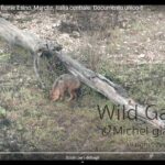 Lo sciacallo dorato sulle rive dell'Esino: la testimonianza di Michel Giaccaglia - CentroPagina