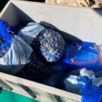 Blitz della Guardia Costiera, sequestrati 80 Kg di vongole al porto di San Benedetto - Riviera Oggi