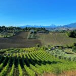 Vinitaly 2023, presenti 36 aziende delle Marche