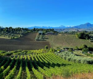 Vinitaly 2023, presenti 36 aziende delle Marche