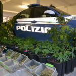 Polizia scopre coltivazione indoor di Marijuana a Senigallia