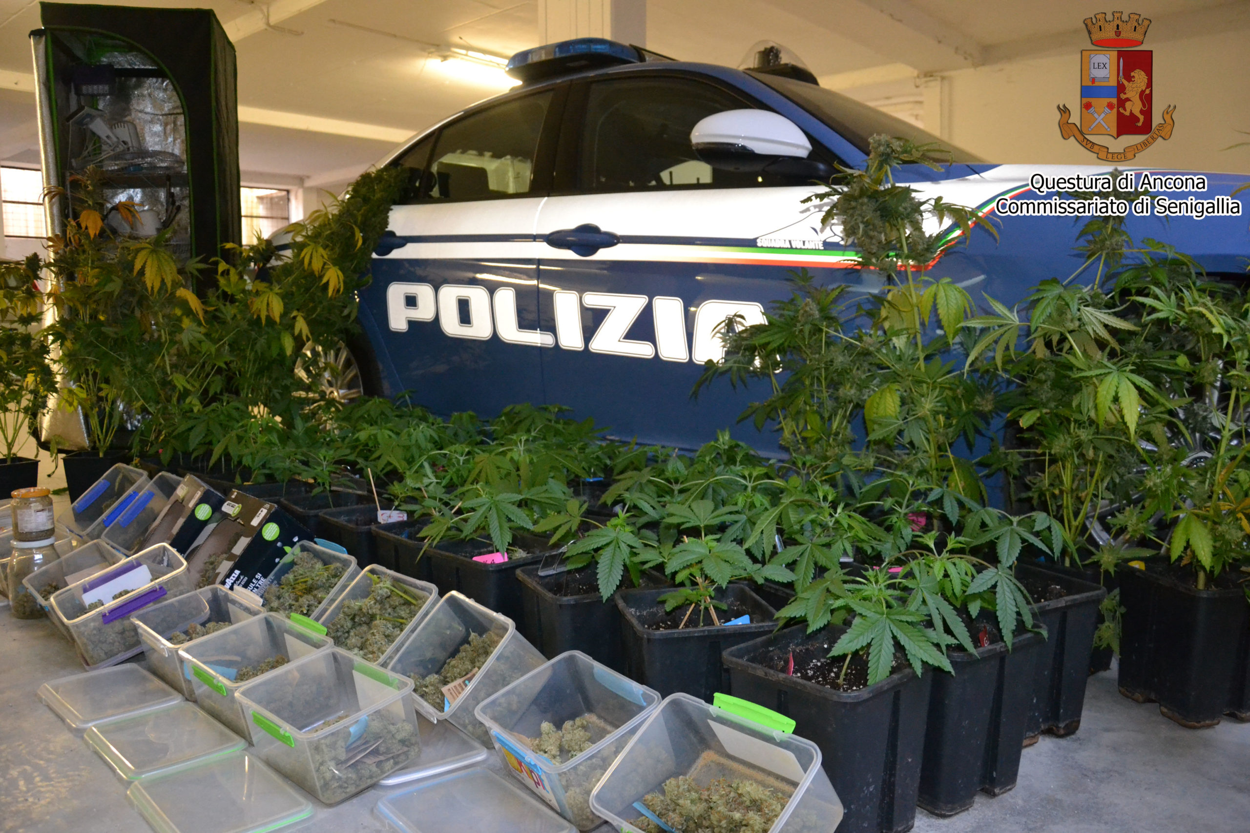 Polizia scopre coltivazione indoor di Marijuana a Senigallia