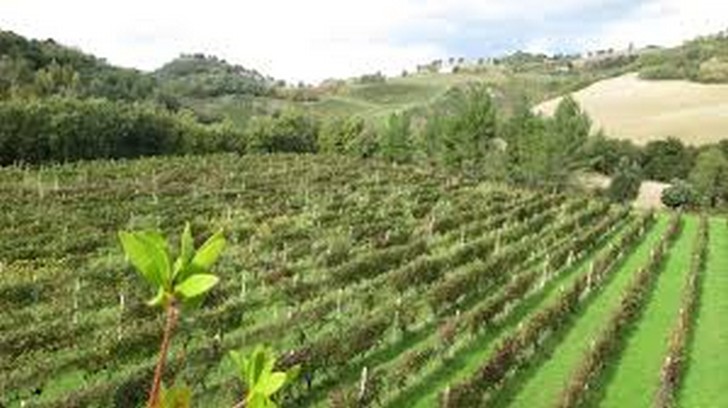 Vinitaly, bilancio positivo delle Marche nell'edizione 2023